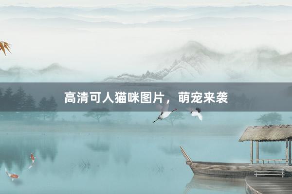 高清可人猫咪图片，萌宠来袭
